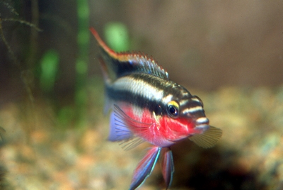 male red