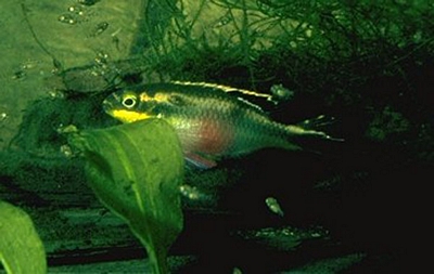 female with fry