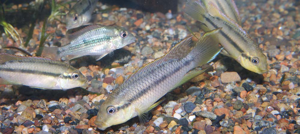 Limbochromis mimicus